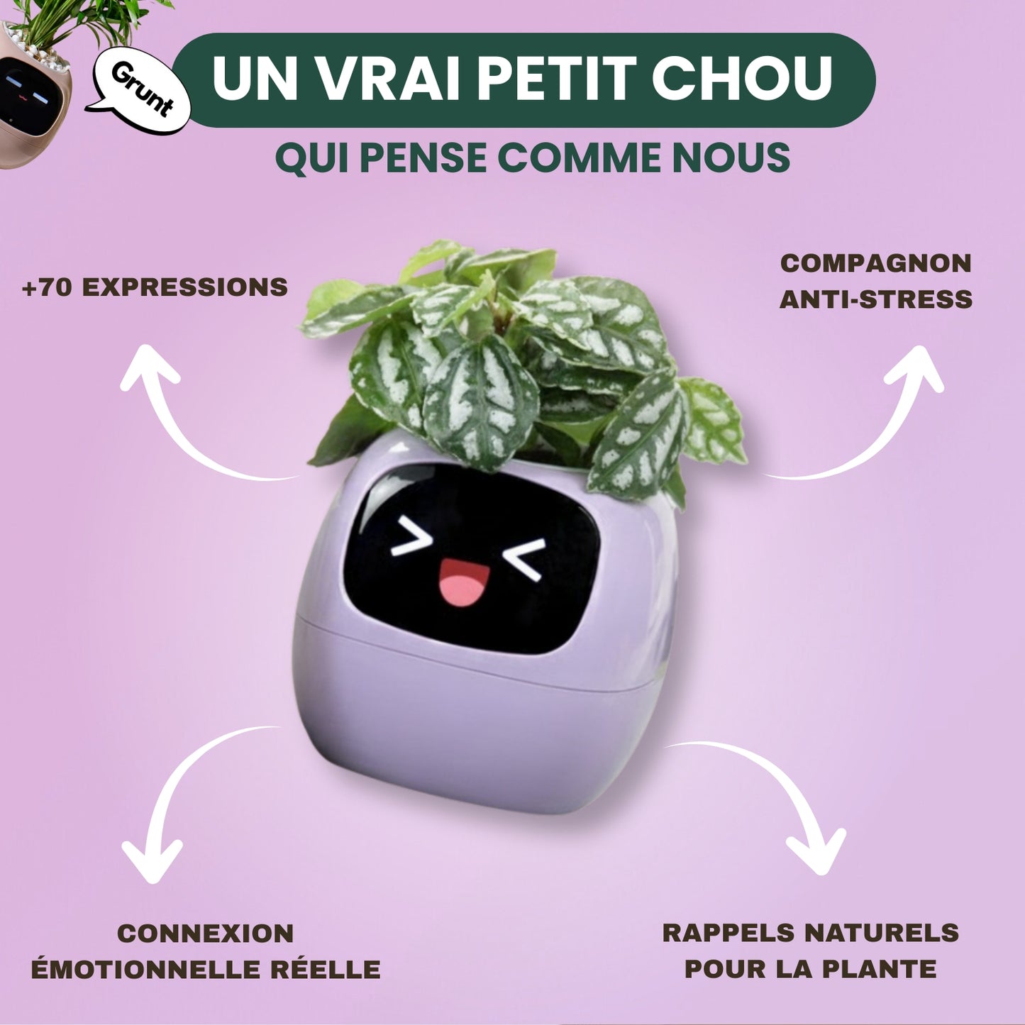 Botaniq – La plante interactive