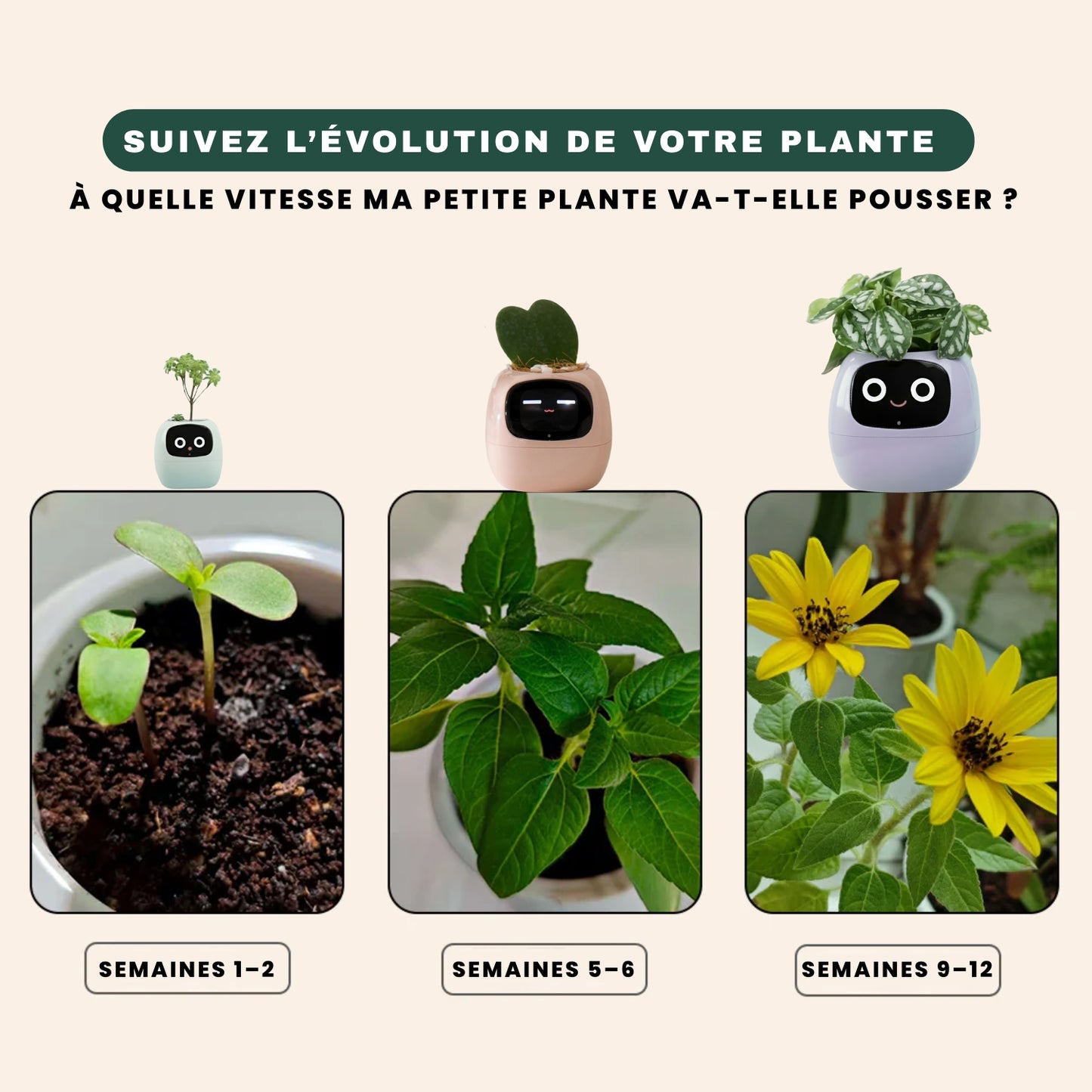 Botaniq – La plante interactive
